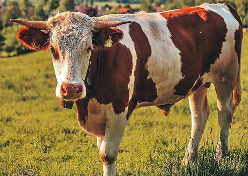 Les bovins Endoparasites – Quand et Où pour Traiter les