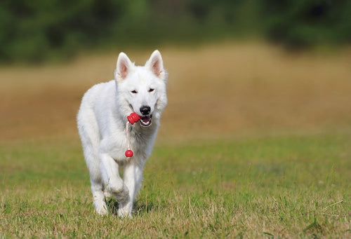 Hundesport - Was gibt es denn alles?