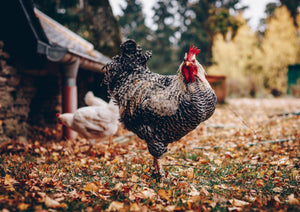 Chickens as Pets – It’s a Thing!