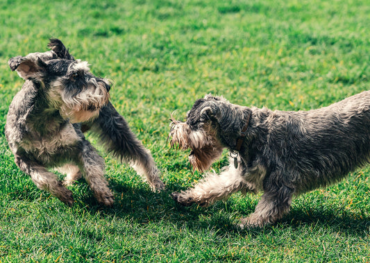 Adding Boarding to Your Veterinary Practice