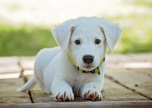 L'amour passe par l'estomac - Comment promouvoir un mode de vie sain chez les chiots