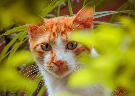 It's Gone Viral!... Feline Virus Infection Control