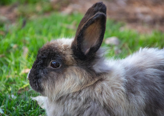 Parasites in Your Pocket (Pets): Companion Mammal Parasitology