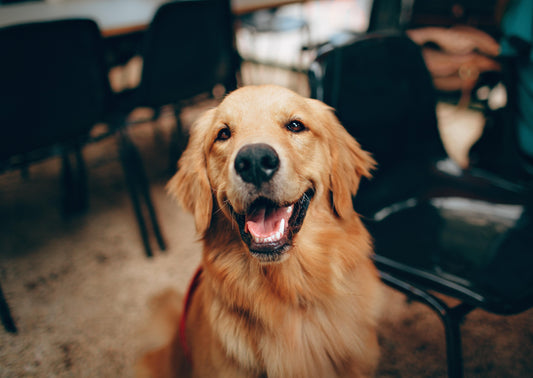 2020 and Beyond - Future Innovations in Companion Animal Medicine
