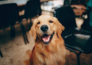 2020 et au-delà - Innovations futures en médecine des animaux de compagnie