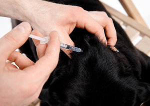 L'augmentation des 'Anti-Vaxxers'' : comment devrait des vétérinaires répondre ?