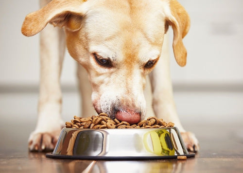 Vétérinaire de la nourriture pour Chien De 20