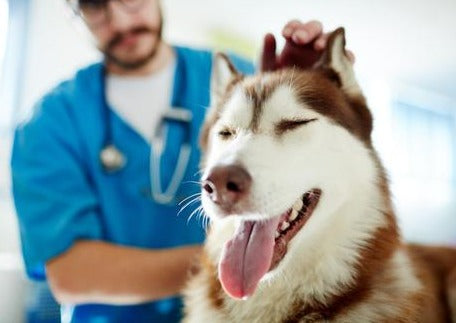 How to Find Joy in First Opinion Practice