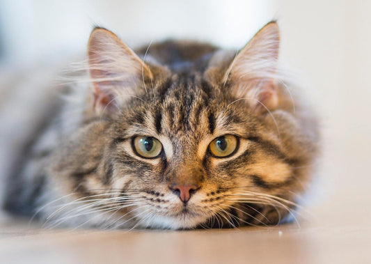 Das Einmaleins von IBD bei der Katze