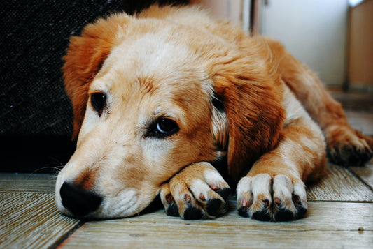 Schmerzen bei Hund und Katze