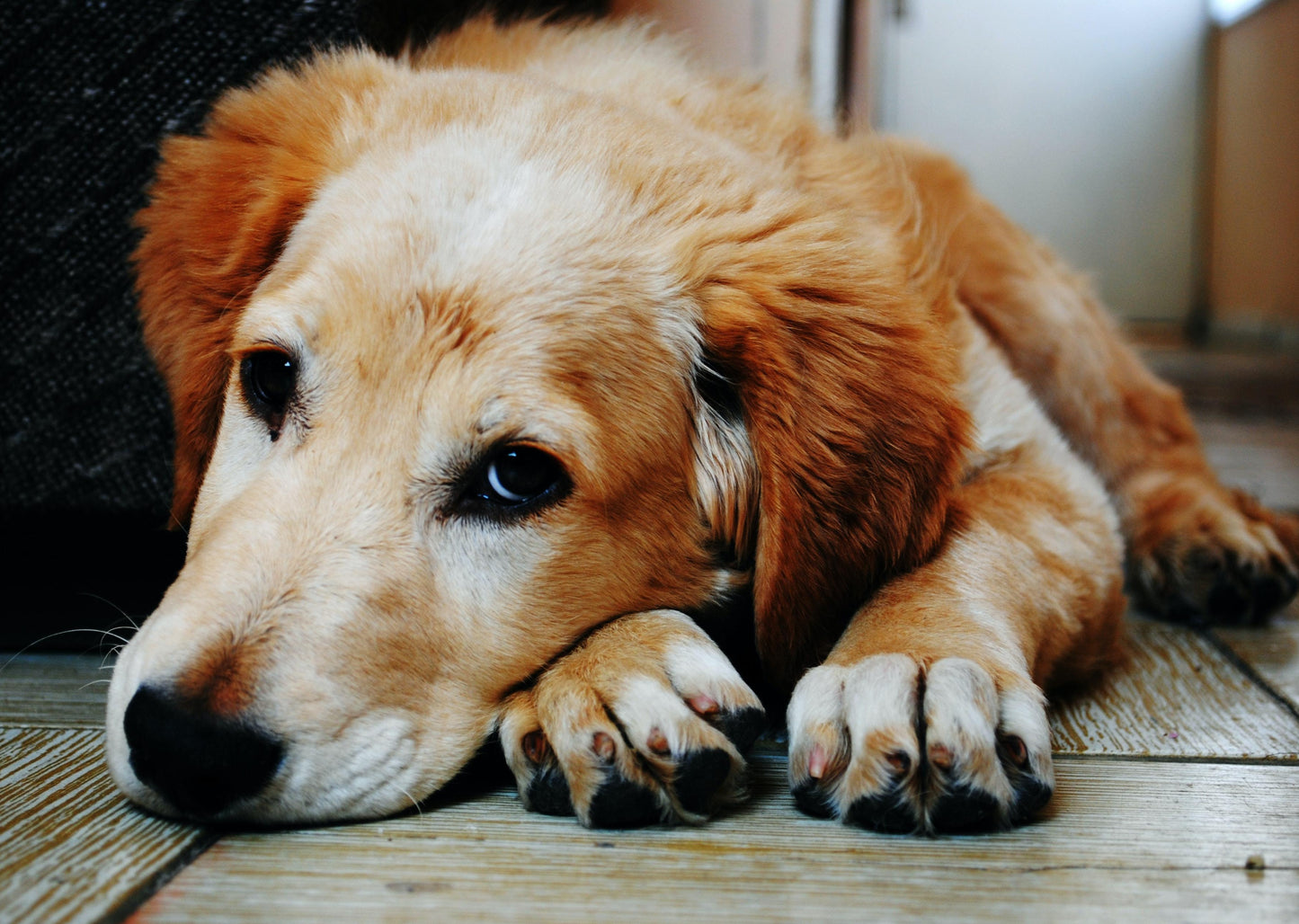 Le chien d’urgence s’est effondré - une approche logique dans la première pratique d’opinion