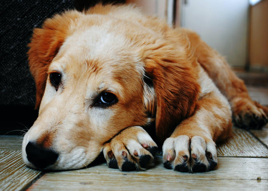 The Emergency Collapsed Dog - a Logical Approach in First Opinion Practice