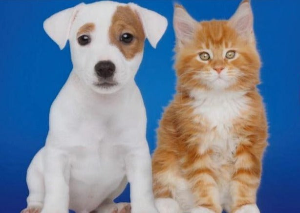 Tierkrankenversicherung ist aktiver Tierschutz
