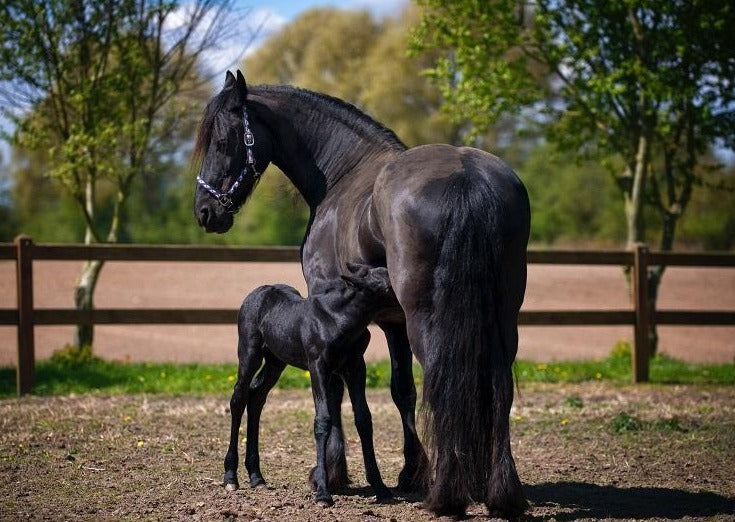 Is it Septic - How to Confidently Diagnose a Septic Joint