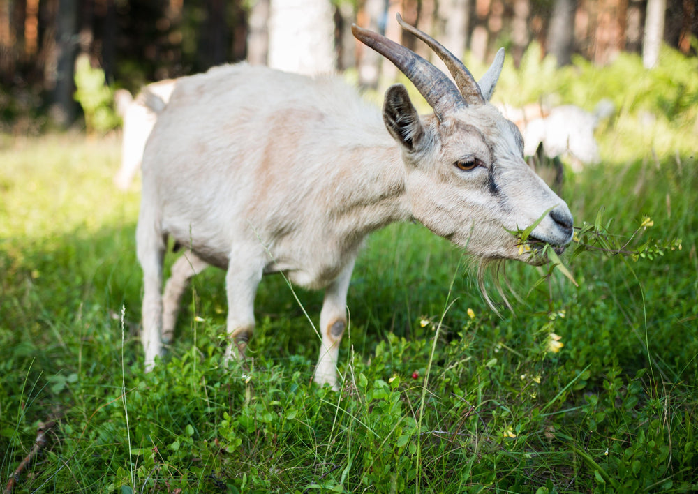 La lutte contre la Chèvre, de Vache, Mais Pas Tout à fait un Mouton - Le Chapitre Suivant,