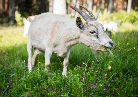 Tackling the Goat - Not a Cow, But Not Quite a Sheep - The Next Chapter