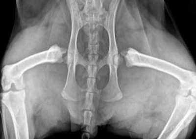 Peeking Through the Shadows - How to Make Sense of Thoracic Radiographs