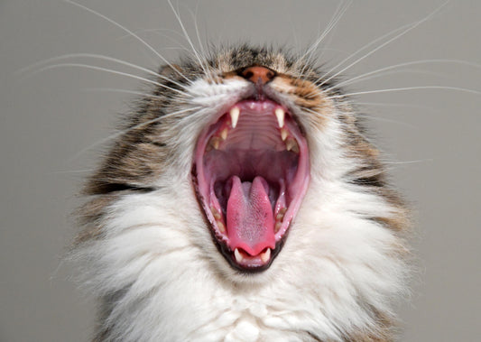 Quel est le plan B? Pour Gingivostomatite dans le chat