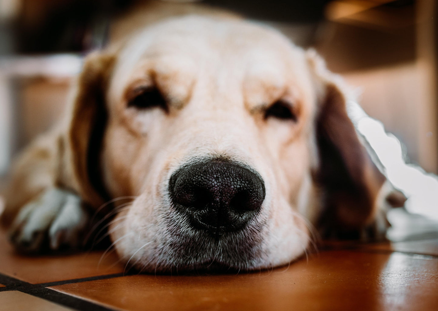Qu'est-ce que le plan B?: Pour la pancréatite aiguë dans le chien